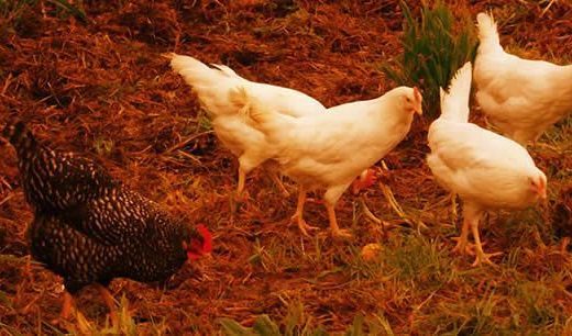 gallinas suesa gustar
