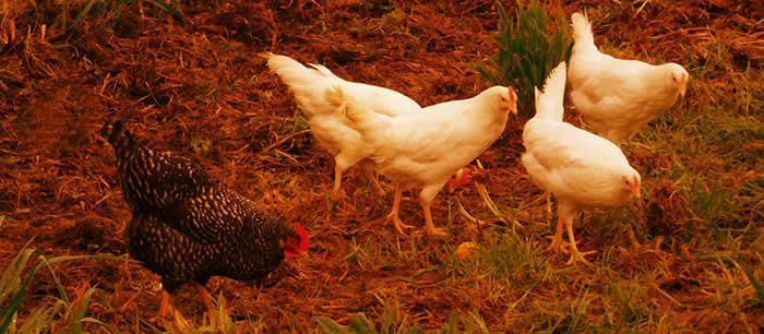 gallinas suesa gustar