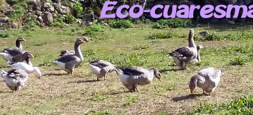 eco-cuaresma