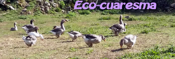 eco-cuaresma