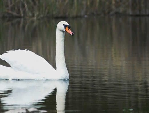 animales Suesa