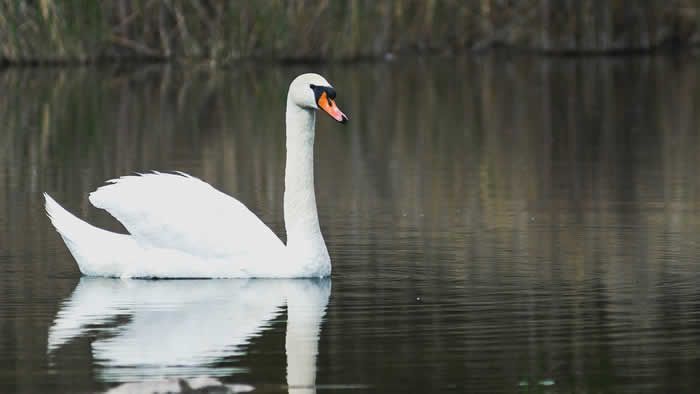 animales Suesa