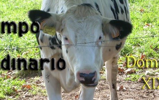 Ánimo