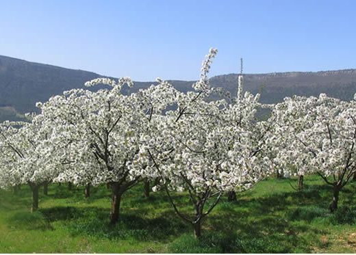 tierra suesa