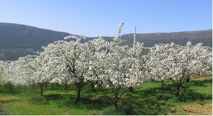 tierra suesa